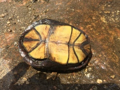 Kinosternon sonoriense