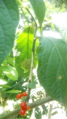 Witheringia solanacea