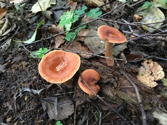 Lactarius subdulcis