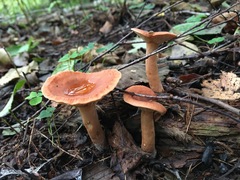 Lactarius subdulcis