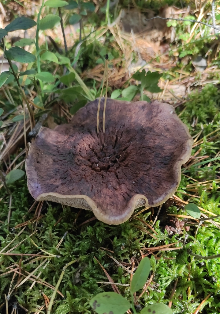 Sarcodon squamosus