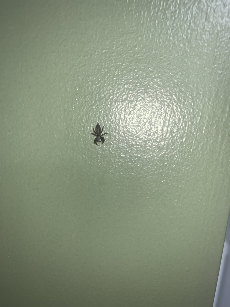 Ribbon Jumping Spider from Farmingdale Pl SE, Cleveland, TN, US on