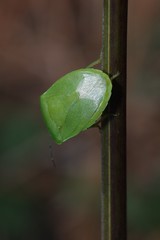 Chinavia pensylvanica