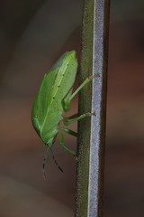 Chinavia pensylvanica