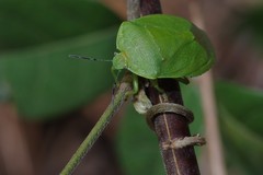 Chinavia pensylvanica