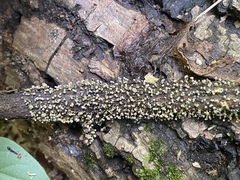 Physarum polycephalum