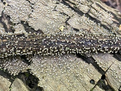 Physarum polycephalum