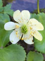Caltha biflora