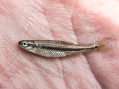 Notropis anogenus