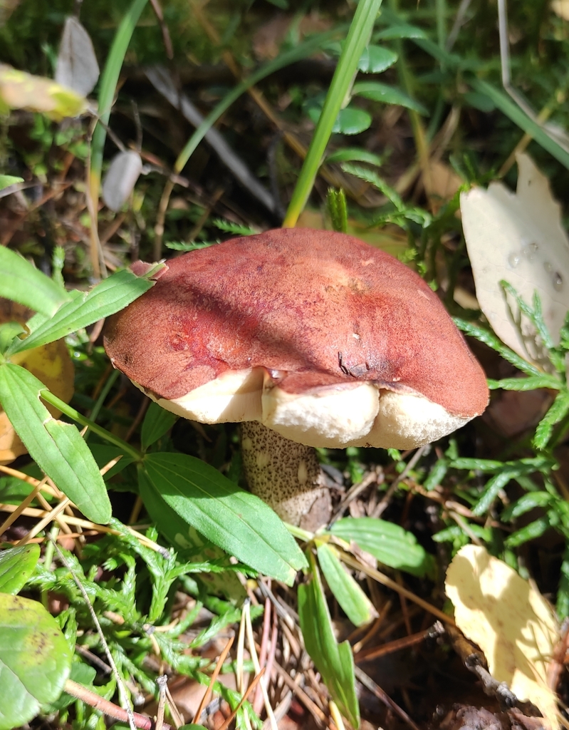 Leccinum vulpinum