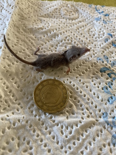 コビトジャコウネズミ