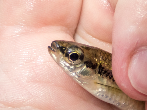 Blackchin Shiner