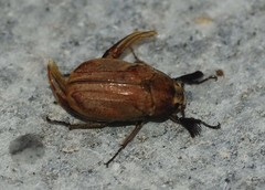 Melolontha incana