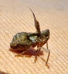 Danepteryx