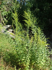 Solidago latissimifolia