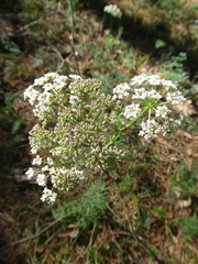 Seseli annuum