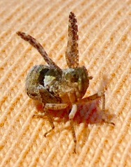 Danepteryx