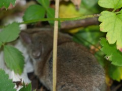 Crocidura russula
