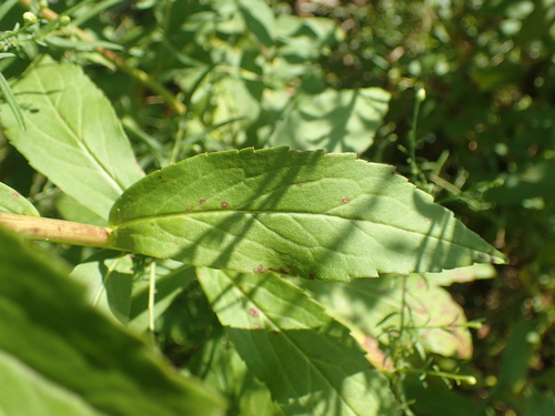 Image of Solidago latissimifolia by (c) John Baur, some rights reserved (CC BY)