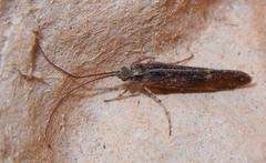 Limnephilus sparsus