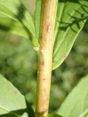 Solidago latissimifolia