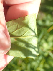 Solidago latissimifolia