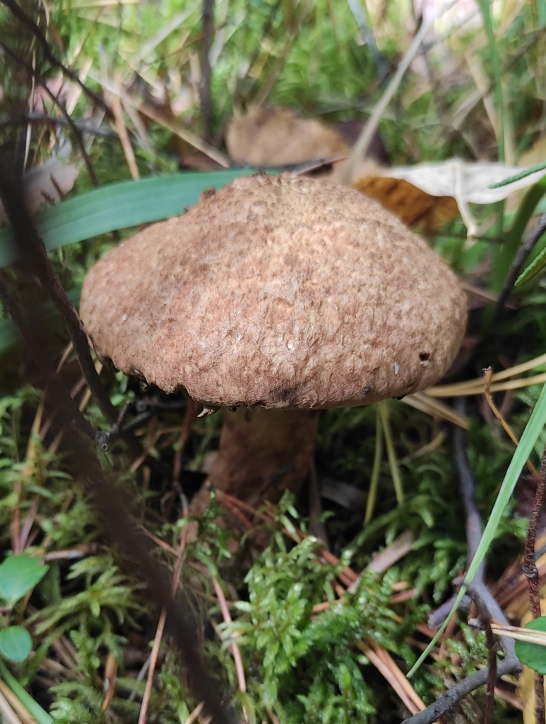 Suillus spraguei · September 2020 · photo: © wrrite (iNaturalist, cc-by)