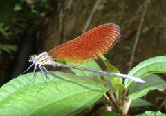 Mnais andersoni