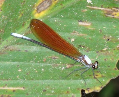 Mnais andersoni