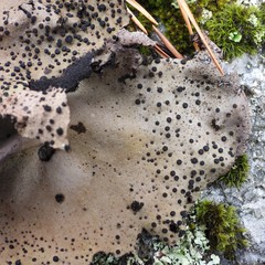 Umbilicaria spodochroa