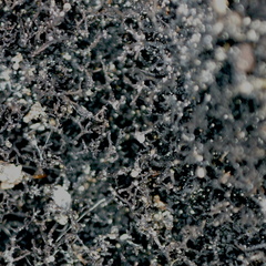 Umbilicaria spodochroa