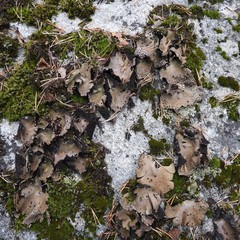 Umbilicaria spodochroa