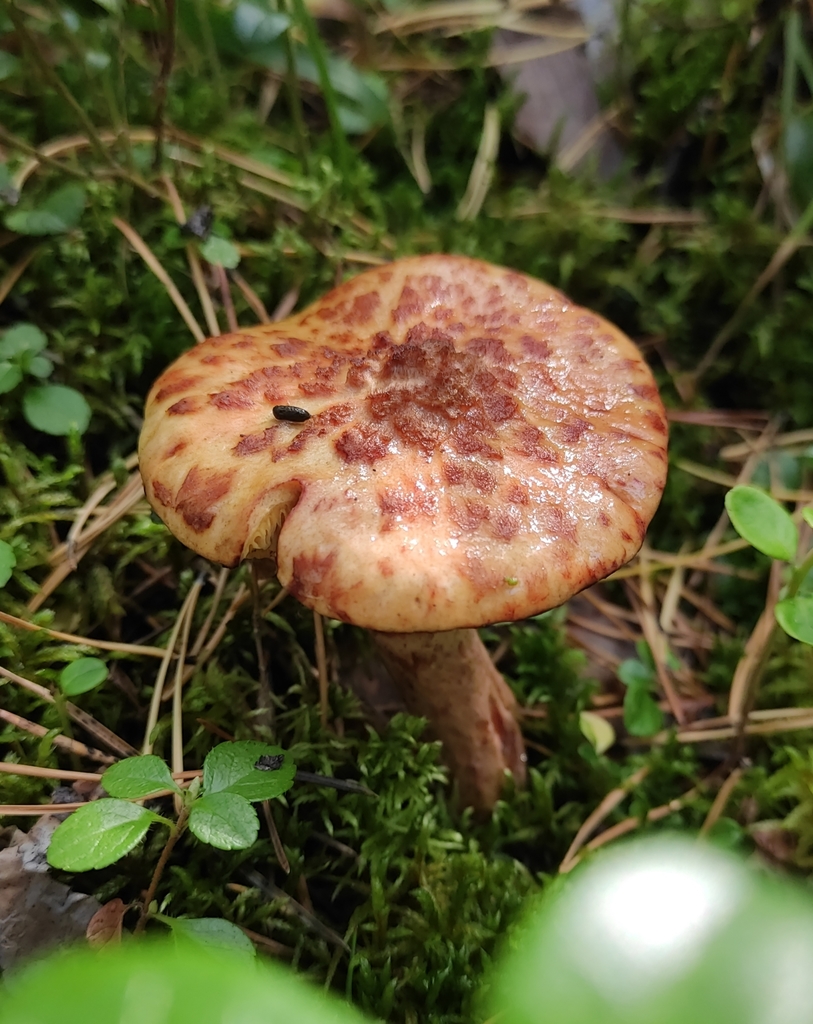 Suillus cavipes · September 2020 · photo: © wrrite (iNaturalist, cc-by)