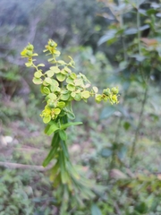 Euphorbia pekinensis