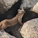 Pacific Marten - Photo (c) Brianne Kenny, some rights reserved (CC BY-NC), uploaded by Brianne Kenny