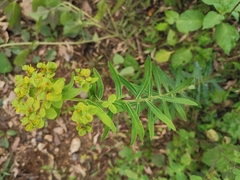 Euphorbia pekinensis