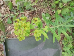 Euphorbia pekinensis