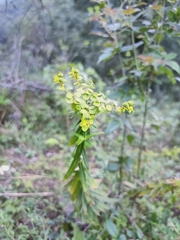 Euphorbia pekinensis