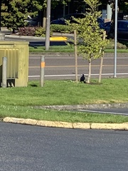 Corvus brachyrhynchos