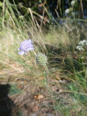 Scabiosa canescens