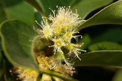 Cassipourea gummiflua