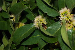 Cassipourea gummiflua