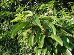 Cassipourea gummiflua