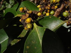 Cassipourea gummiflua