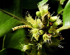 Cassipourea gummiflua