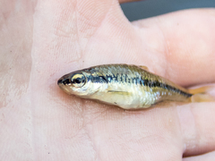 Notropis bifrenatus
