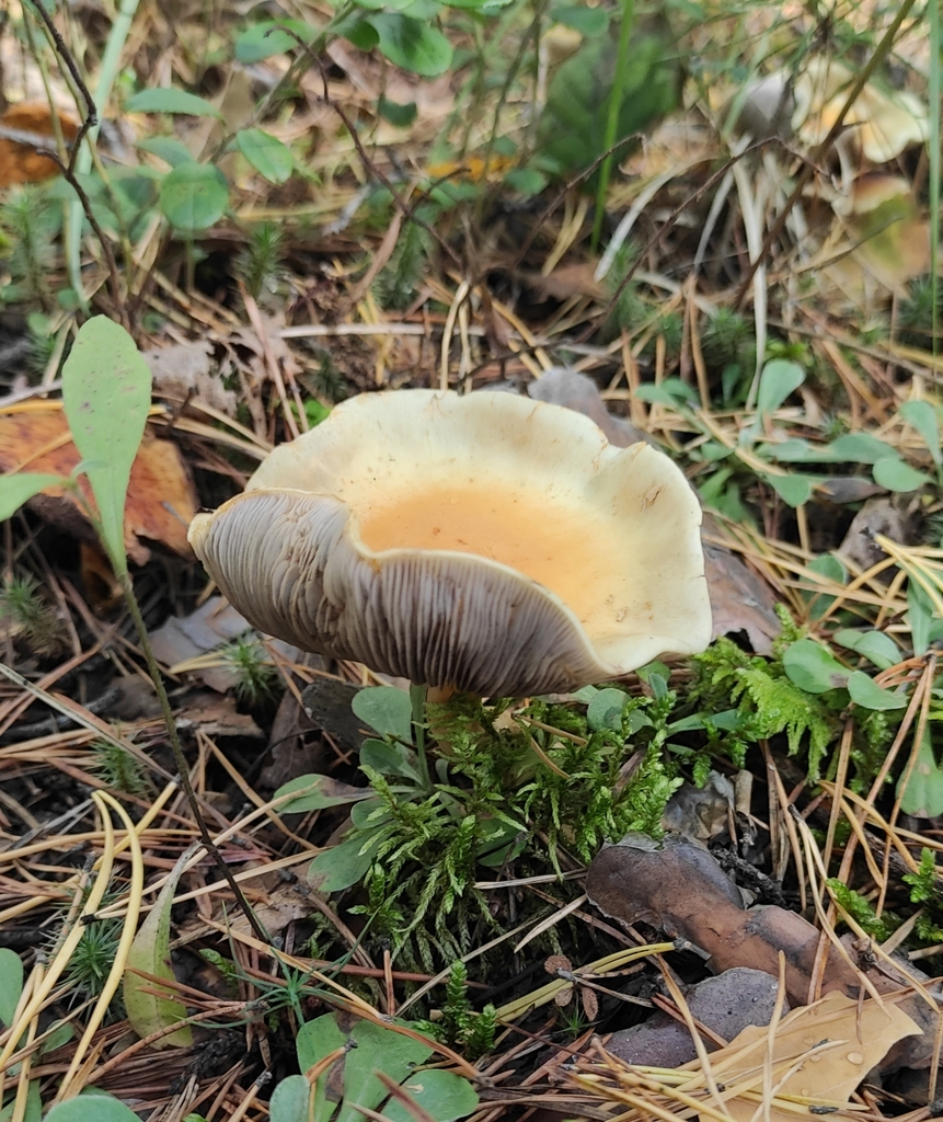 Hypholoma capnoides · September 2020 · photo: © wrrite (iNaturalist, cc-by)