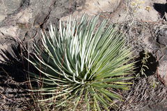 Agave rzedowskiana