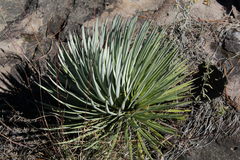 Agave rzedowskiana