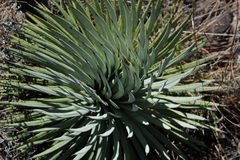 Agave rzedowskiana